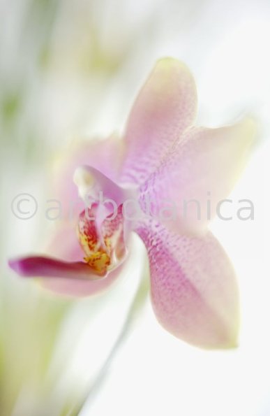 Orchidee-Phalenopsis-122