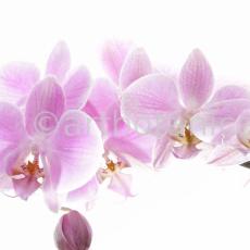 Orchidee-Phalenopsis-16