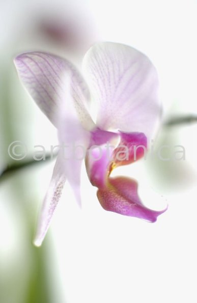 Orchidee-Phalenopsis-103