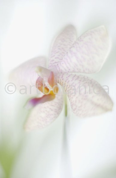 Orchidee-Phalenopsis-89