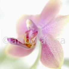 Orchidee-Phalenopsis-120