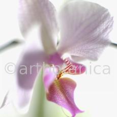 Orchidee-Phalenopsis-106