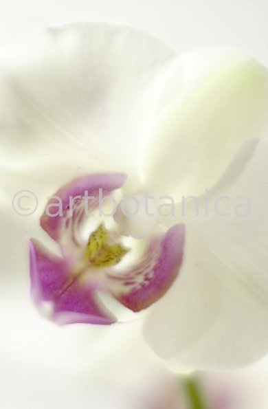 Orchidee-Phalenopsis-69