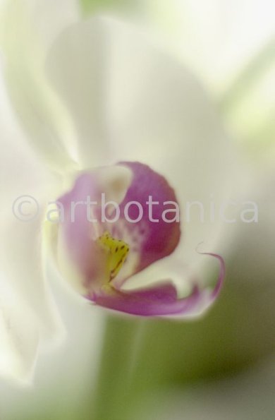 Orchidee-Phalenopsis-68