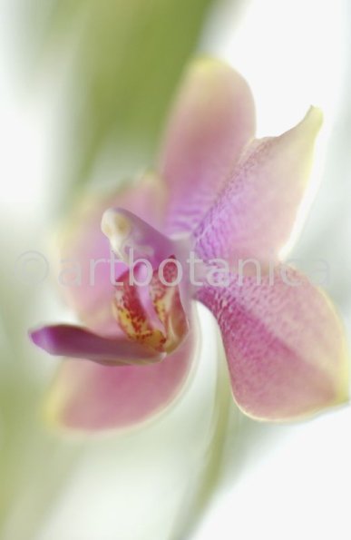 Orchidee-Phalenopsis-123