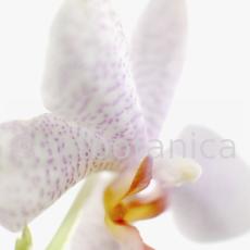 Orchidee-Phalenopsis-94