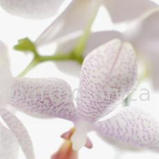 Orchidee-Phalenopsis-93