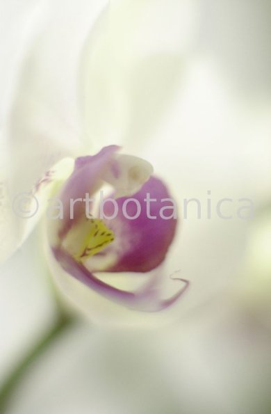 Orchidee-Phalenopsis-80