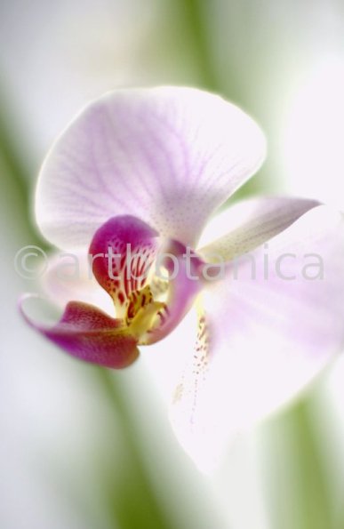 Orchidee-Phalenopsis-110