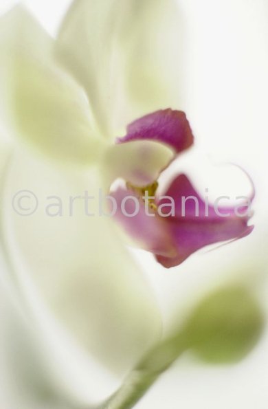 Orchidee-Phalenopsis-72