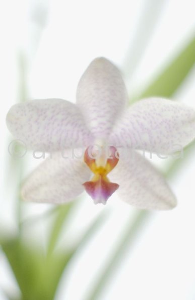 Orchidee-Phalenopsis-87