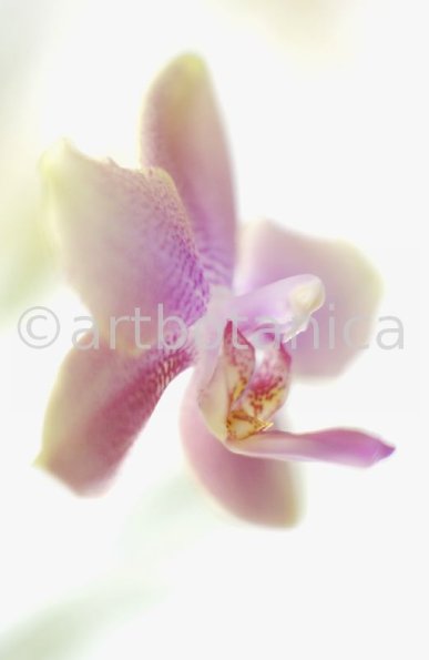 Orchidee-Phalenopsis-119