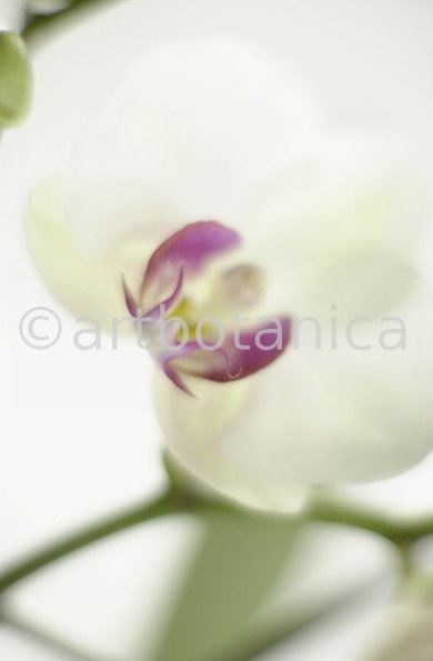 Orchidee-Phalenopsis-75