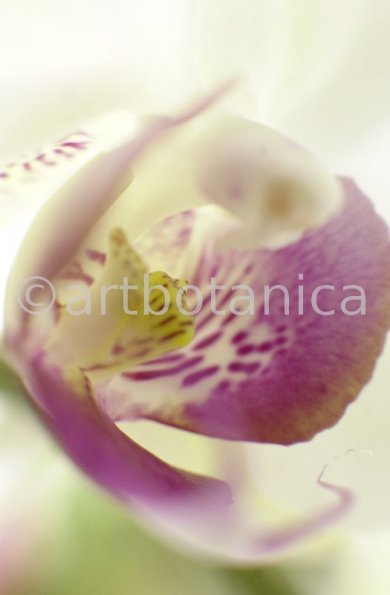 Orchidee-Phalenopsis-86