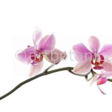 Orchidee-Phalenopsis-17