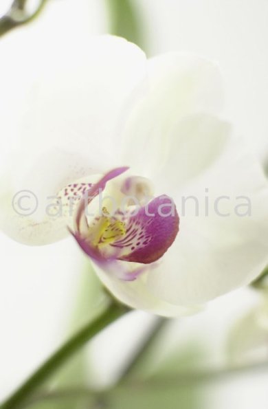 Orchidee-Phalenopsis-74