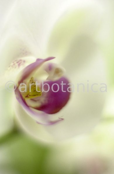 Orchidee-Phalenopsis-79