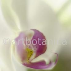 Orchidee-Phalenopsis-68