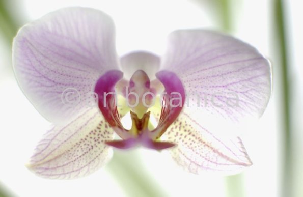 Orchidee-Phalenopsis-102