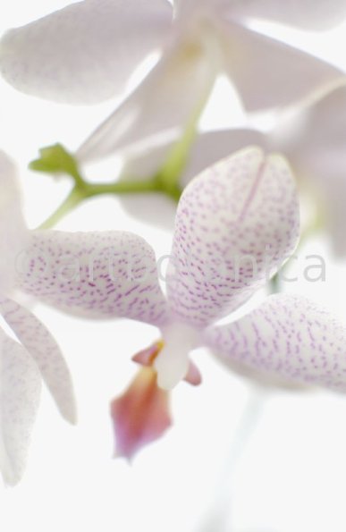 Orchidee-Phalenopsis-93