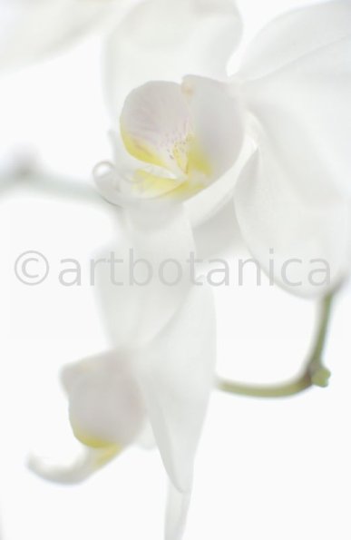 Orchidee-Phalenopsis-116