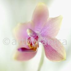 Orchidee-Phalenopsis-117