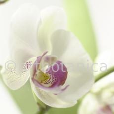 Orchidee-Phalenopsis-83