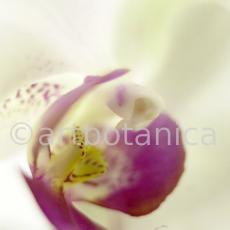 Orchidee-Phalenopsis-81