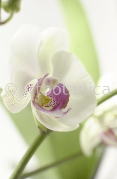 Orchidee-Phalenopsis-83