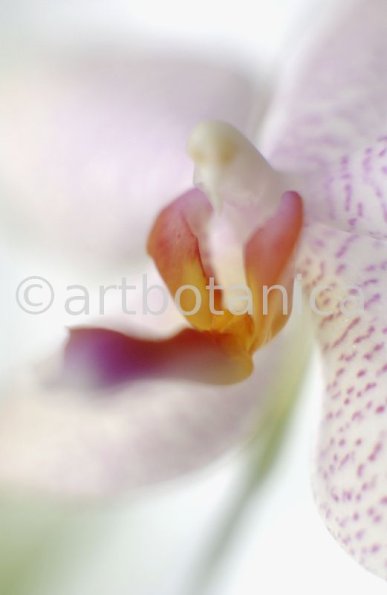 Orchidee-Phalenopsis-114