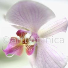 Orchidee-Phalenopsis-107