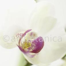 Orchidee-Phalenopsis-74