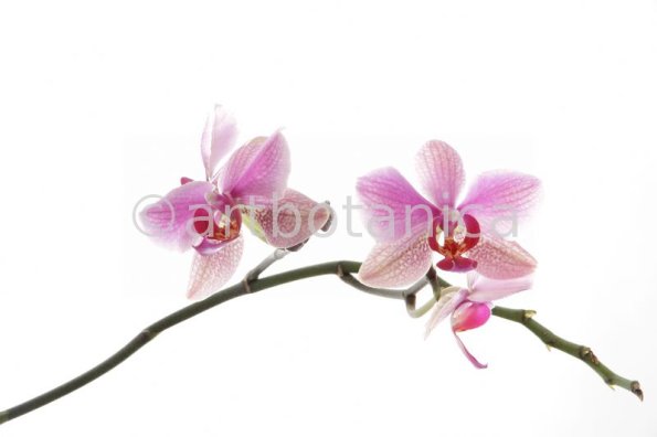Orchidee-Phalenopsis-17