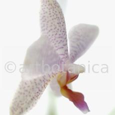 Orchidee-Phalenopsis-97