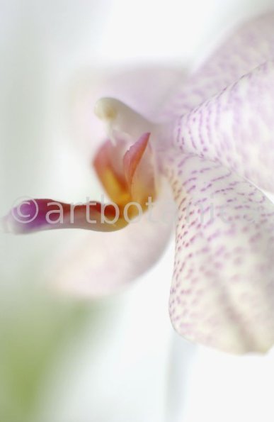 Orchidee-Phalenopsis-101