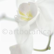 Orchidee-Phalenopsis-116