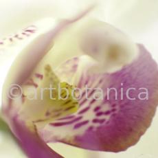 Orchidee-Phalenopsis-86