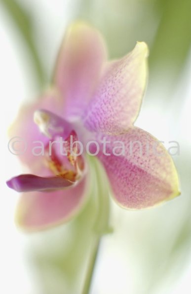 Orchidee-Phalenopsis-124