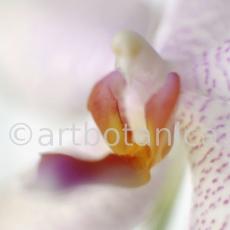 Orchidee-Phalenopsis-114