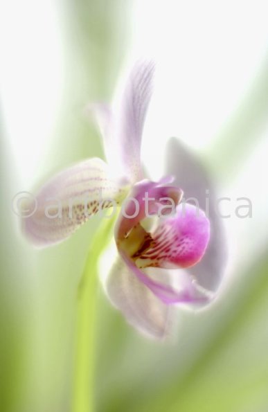 Orchidee-Phalenopsis-109