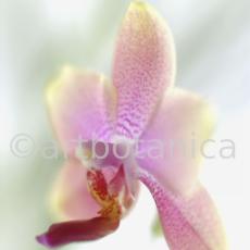 Orchidee-Phalenopsis-125