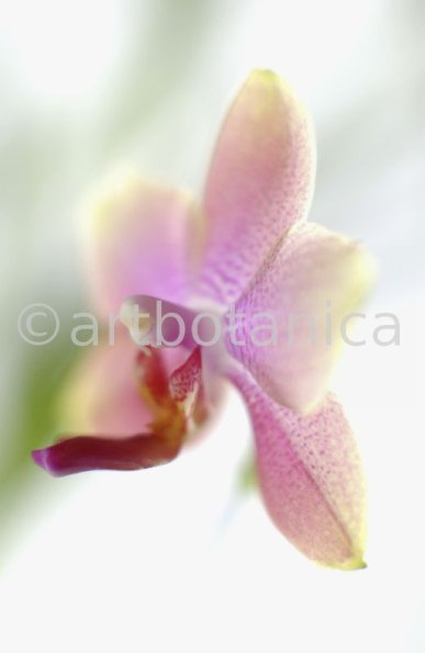 Orchidee-Phalenopsis-126
