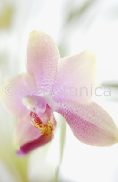 Orchidee-Phalenopsis-121
