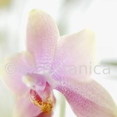 Orchidee-Phalenopsis-121
