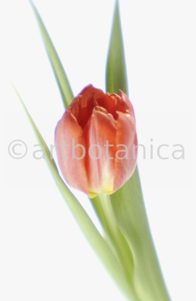 Tulpe-orange-Tulpia-11