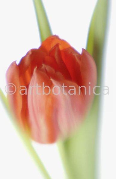 Tulpe-orange-Tulpia-12