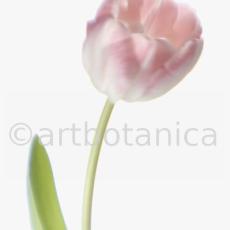 Tulpe-rosa-Tulpia-2