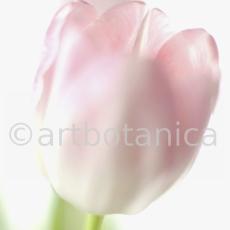 Tulpe-rosa-Tulpia-7