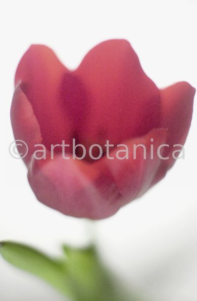 Tulpe-rot-Tulpia-10