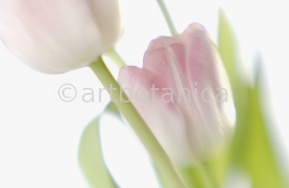 Tulpe-rosa-Tulpia-14